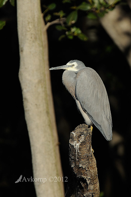 white faced heron3963