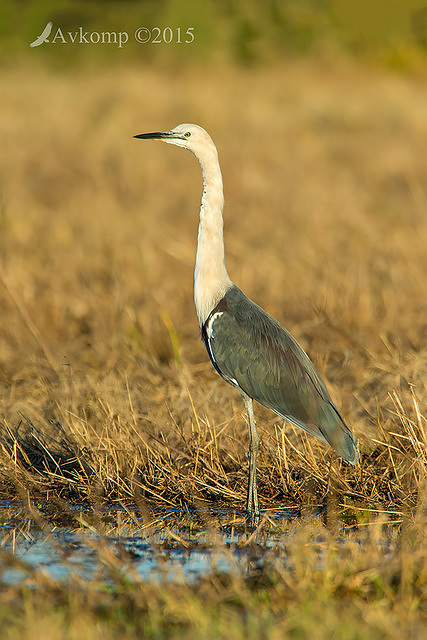 white necked heron 1716