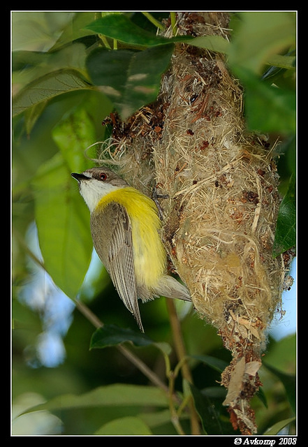 white throated gerygone 2544