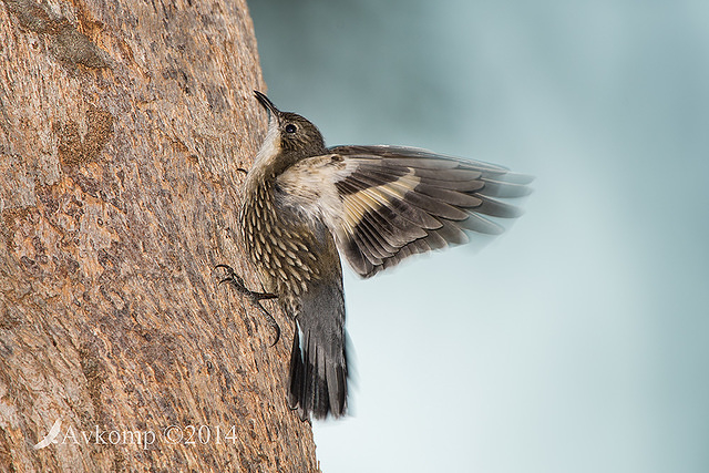 white throated treecreeper 16907