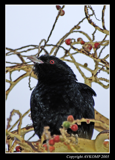 white winged chough