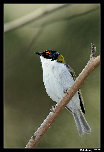 white-naped honeyeater 6359