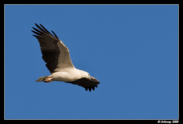 whitebellied sea eagle 1805