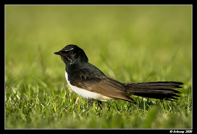 willy wagtail 0133