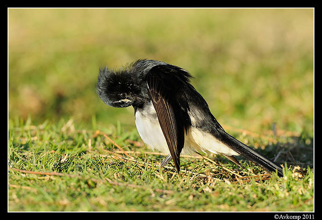 willy wagtail 0449