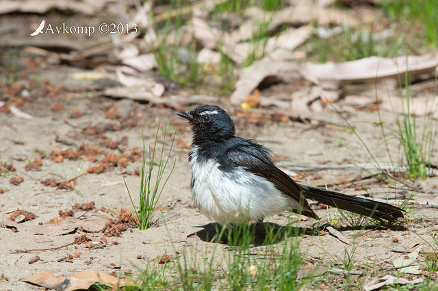 willy wagtail 10711