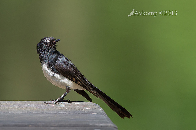 willy wagtail 10713