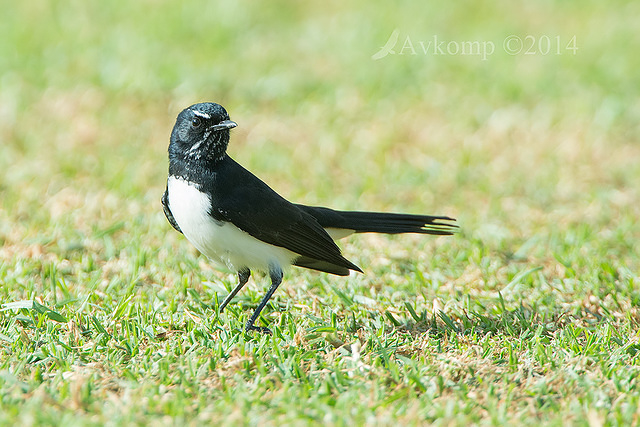 willy wagtail 14249