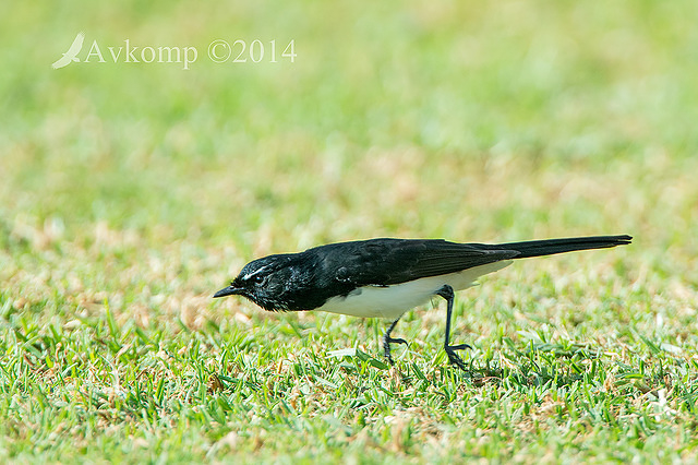 willy wagtail 14250