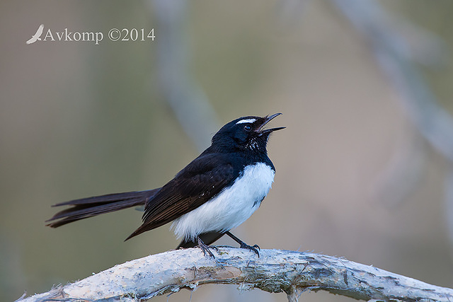 willy wagtail 18362