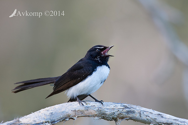 willy wagtail 18362b