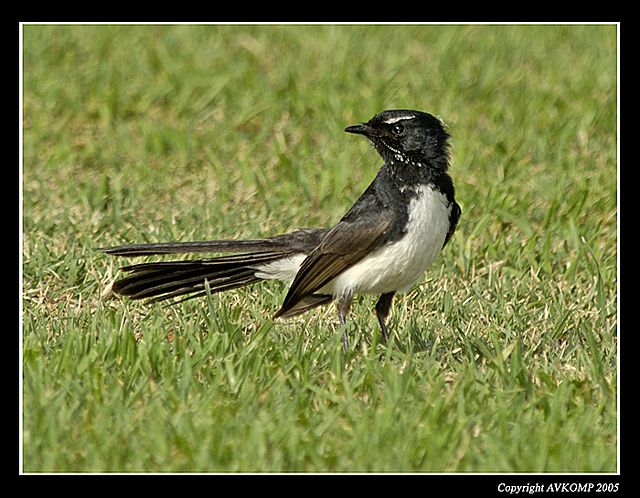 willy-wagtail-sharplast