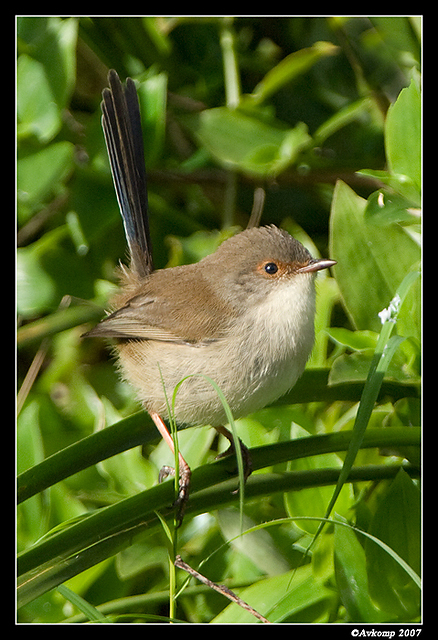 wollemi superb fairy wren female 1