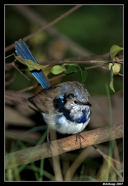 wollemi superb fairy wren male 3