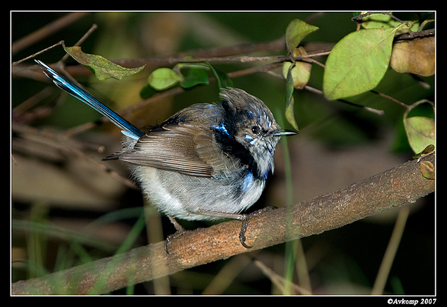 wollemi superb fairy wren male 4