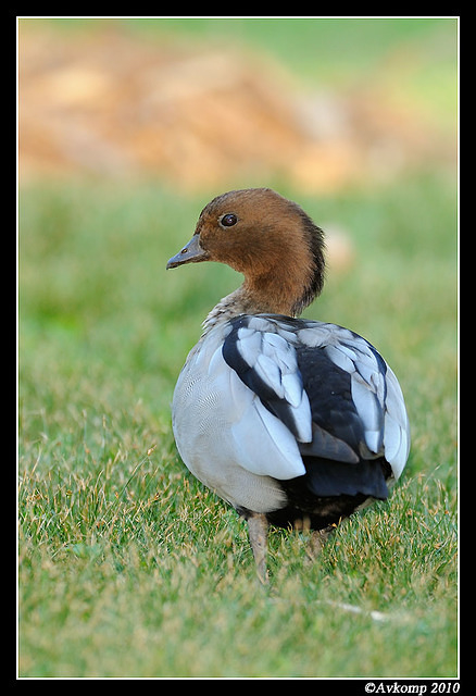 wood duck 5756