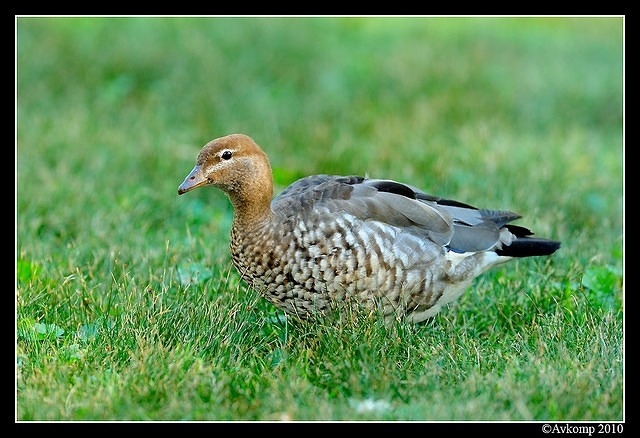 wood duck 5759