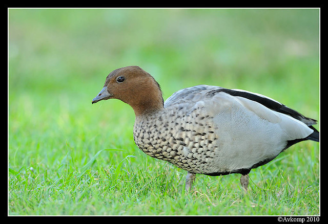 wood duck 5762