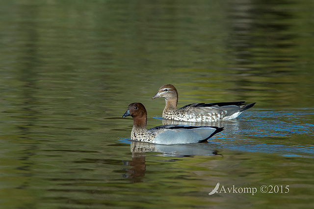 wood duck 0257