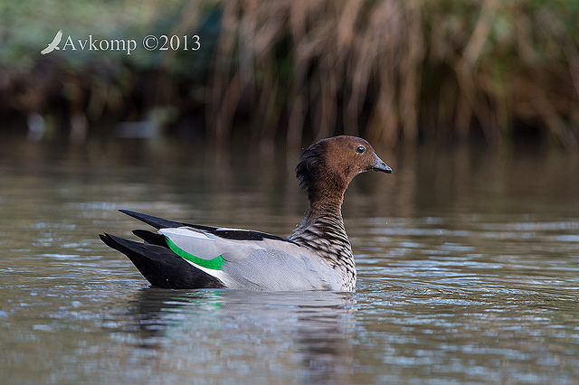 wood duck 10007