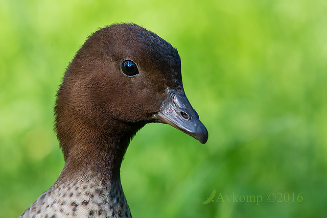 wood duck 10928