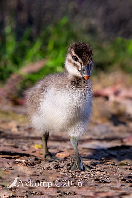 wood duck 10943