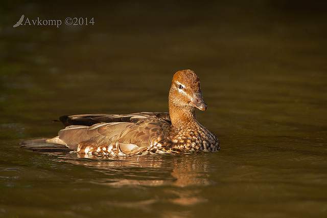 wood duck 13181