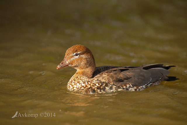 wood duck 13184