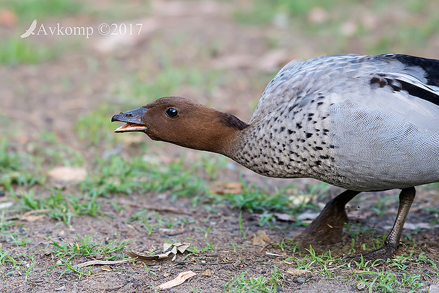 wood duck 14931