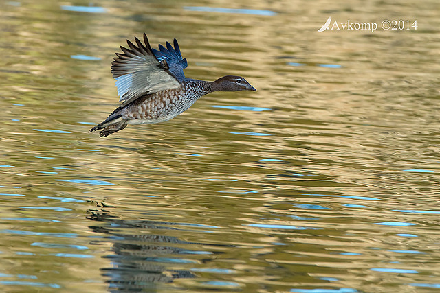 wood duck 15148