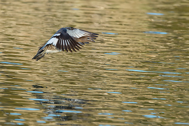 wood duck 15149