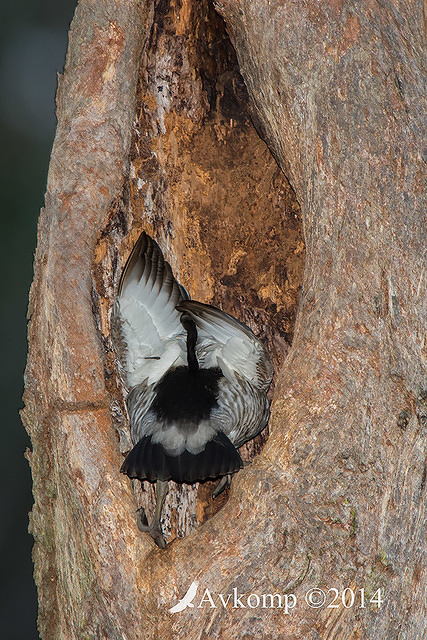 wood duck 16935