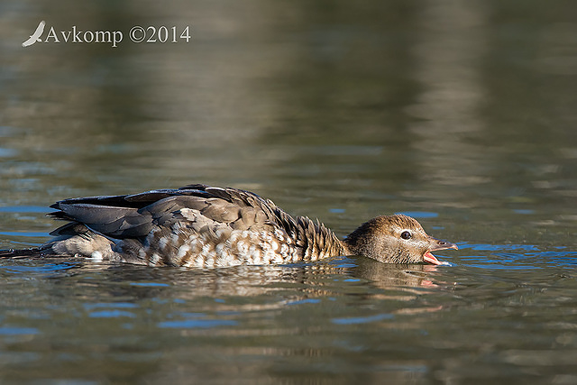 wood duck 18244