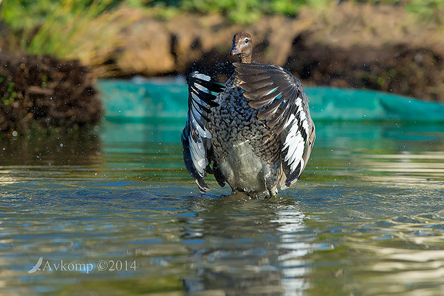 wood duck 18292