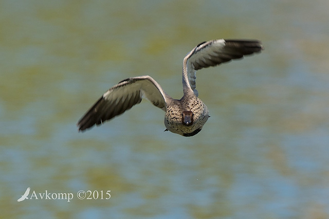 wood duck 19212