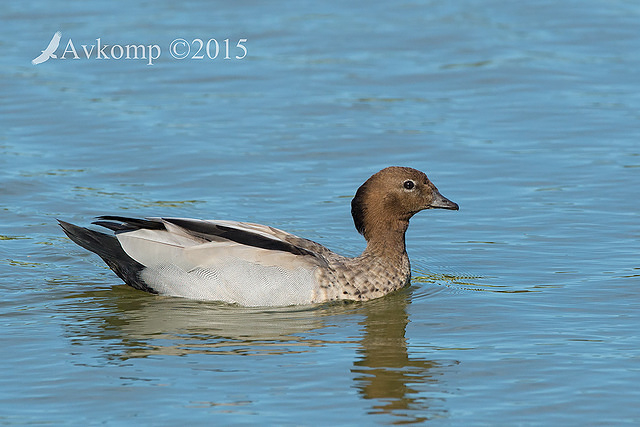 wood duck 19231