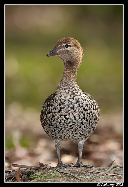 wood duck 2008