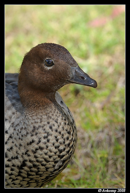 wood duck 2091