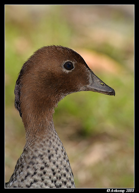 wood duck 2096