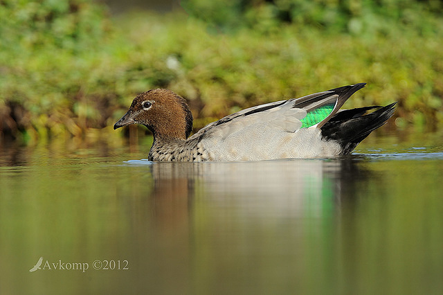 wood duck 5161