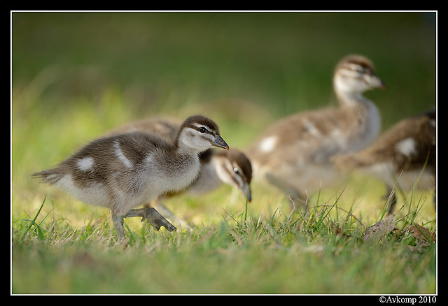 wood duck 6424