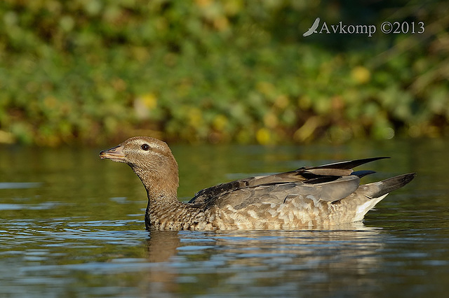 wood duck 6692