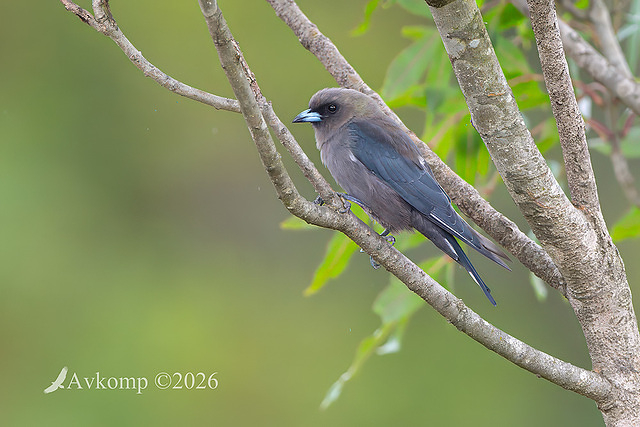 wood swallow 14012