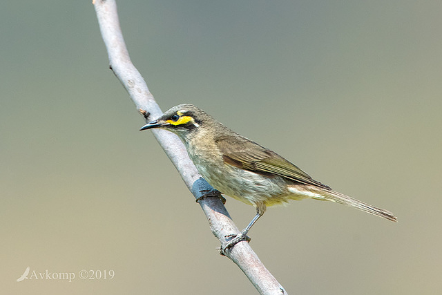 yellow faced honey eater 2506