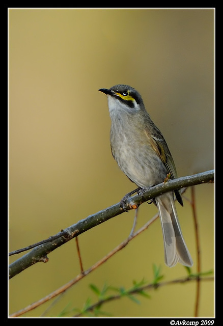 yellow faced honeyeater 4716