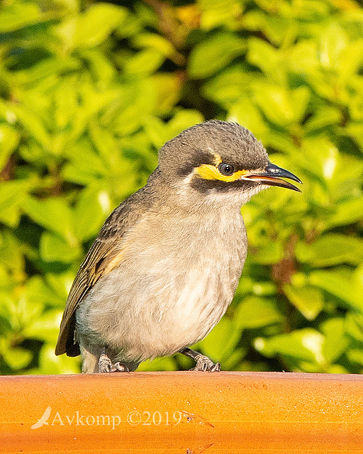 yellow faced honeyeater 2435