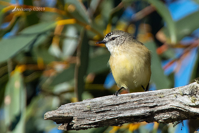 yellow rumped thornbill0913