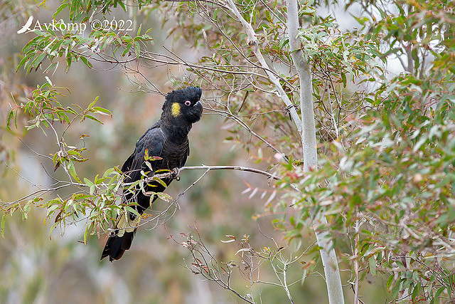 yellow tail black cockatoo 8148