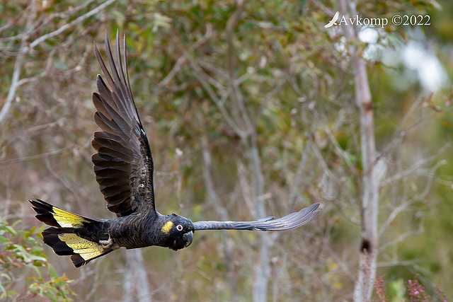 yellow tail black cockatoo 8156