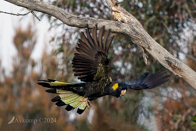 yellow tailed black cockatoo 11523